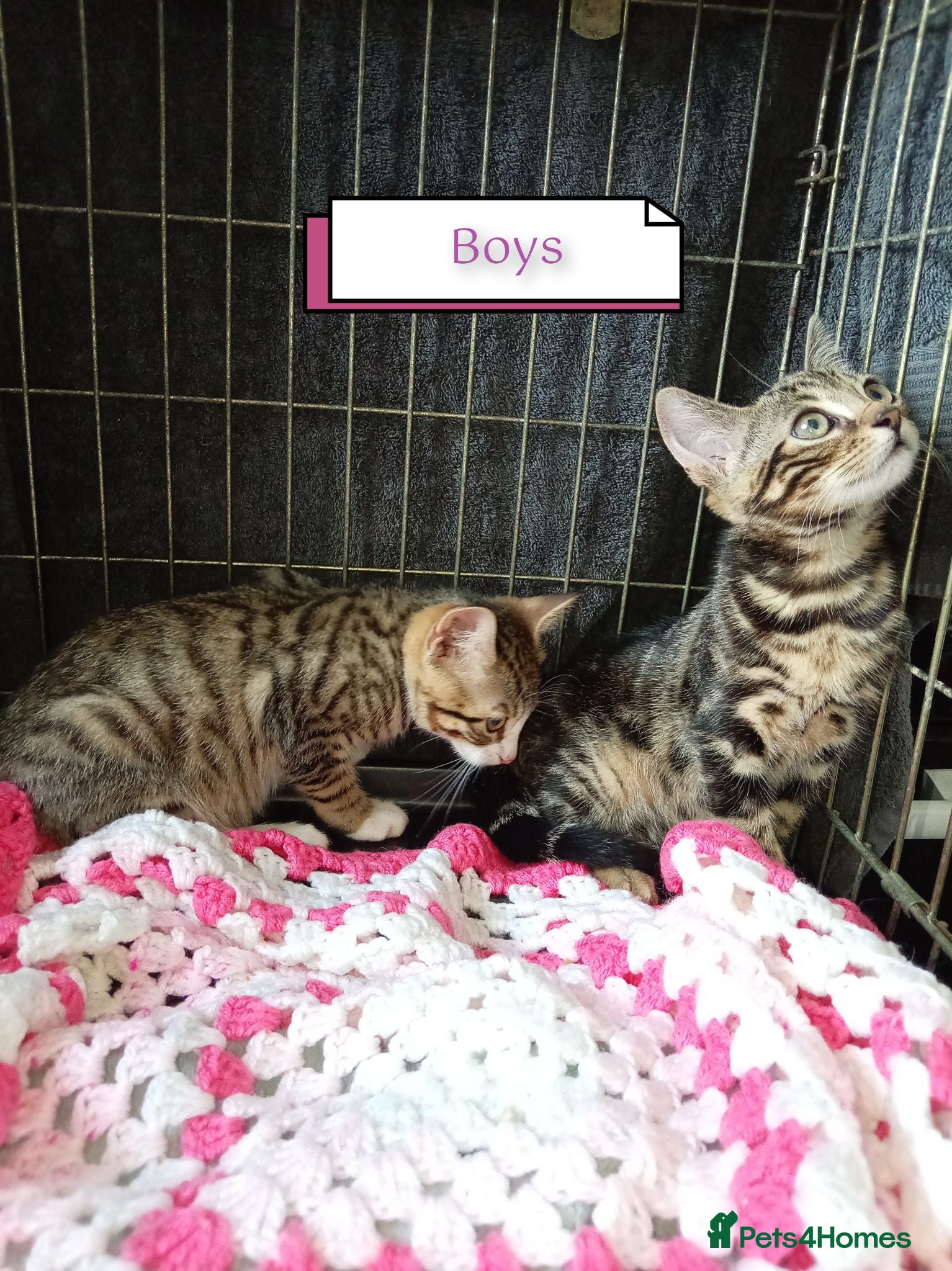 Bengal cats Bengal kittens ready now - Advert 4