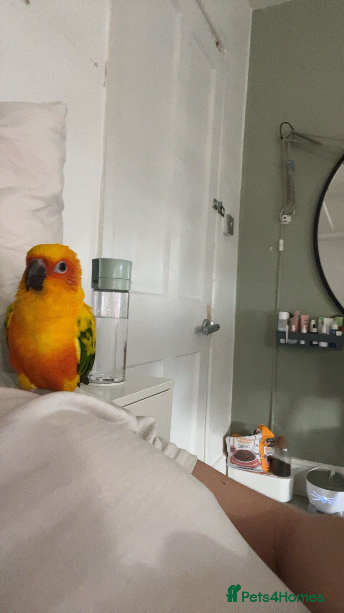 Conures birds Beautiful hand tame male sun conure.  - Advert 1