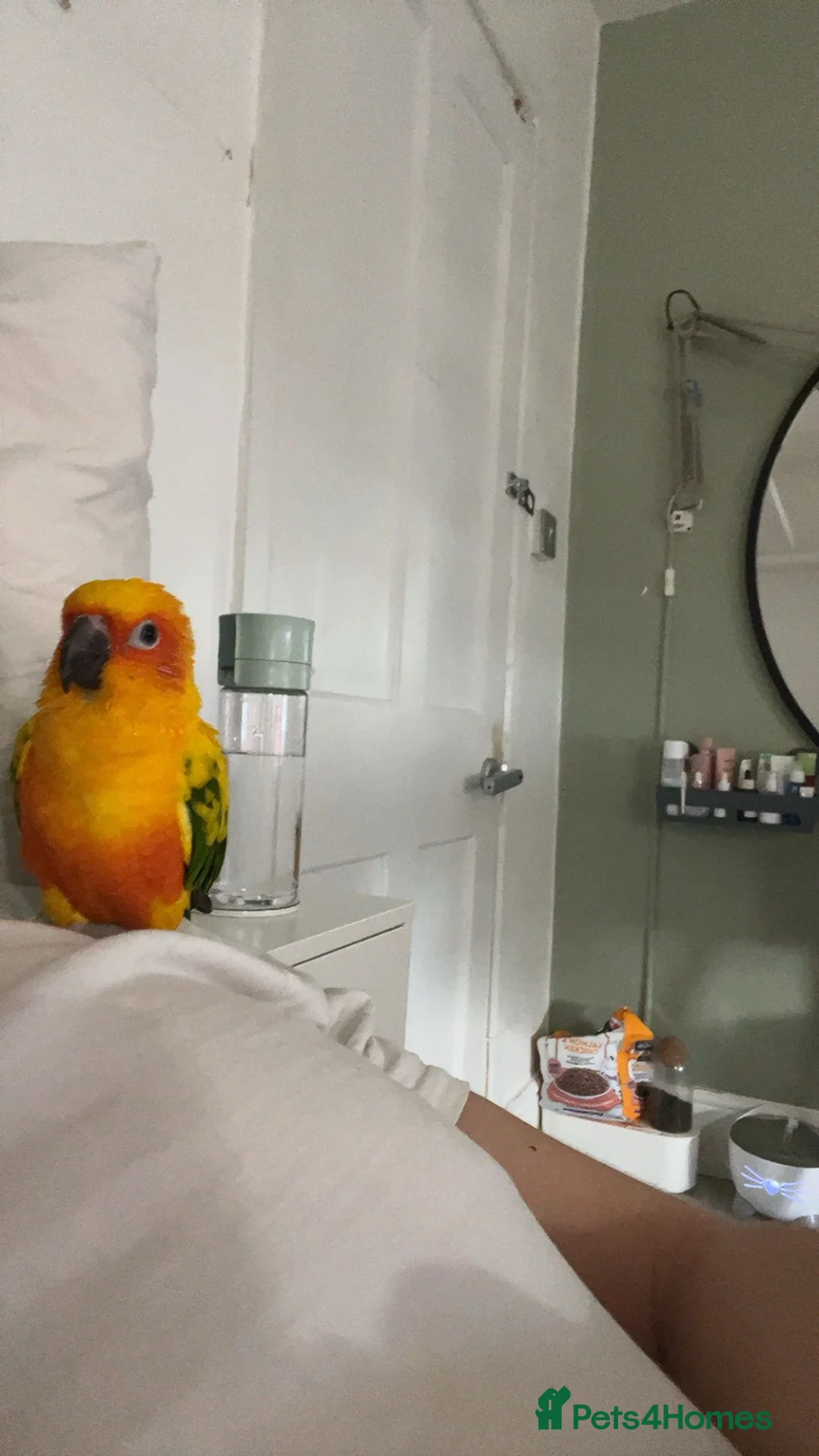 Conures birds for sale: Beautiful hand tame male sun conure.  - Advert 1
