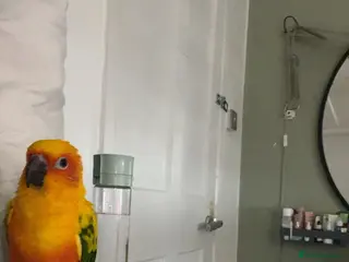 Conures birds Beautiful hand tame male sun conure. - Advert 1