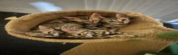 Bengal cats for sale: 🐆 Exceptional F5Bengal Kittens EgyptianBloodline  - Advert 13