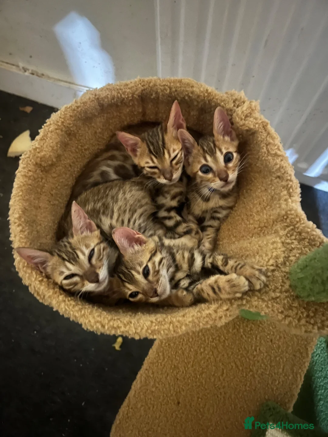 Bengal cats for sale: 🐆 Exceptional F5Bengal Kittens EgyptianBloodline  - Advert 13