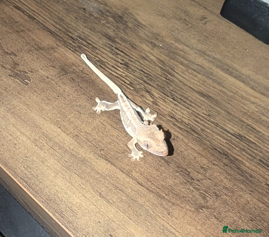 Gecko reptiles for sale: Lilly White Crested Gecko Hatchlings - Advert 1