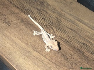 Gecko reptiles Lilly White Crested Gecko Hatchlings - Advert 12