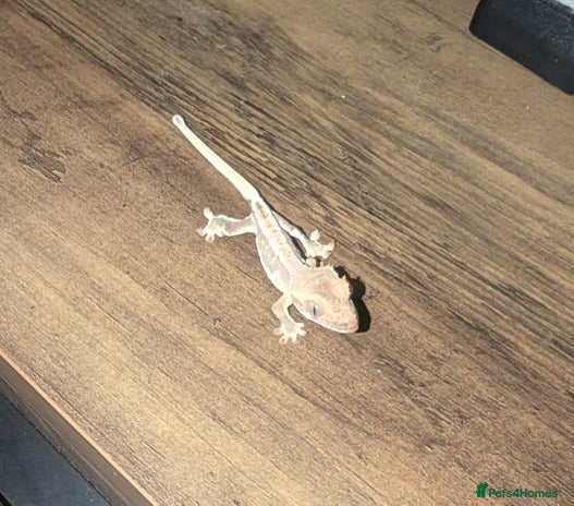 Gecko reptiles Lilly White Crested Gecko Hatchlings - Advert 14