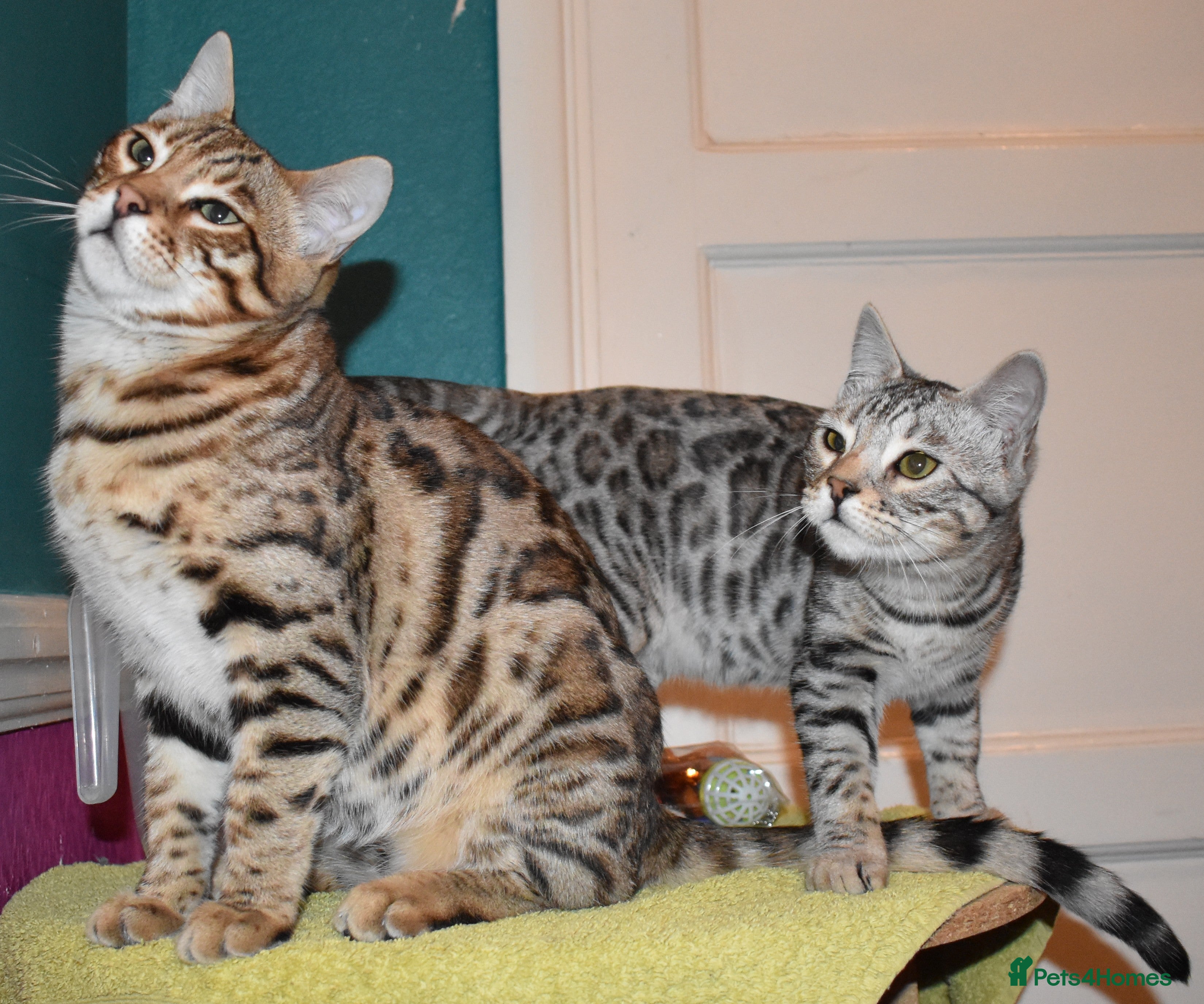 Bengal cats STUNNING GLITTER PELTED TICA REG BENGAL KITTENS - Advert 8