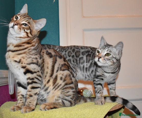 Bengal cats STUNNING GLITTER PELTED TICA REG BENGAL KITTENS - Advert 12