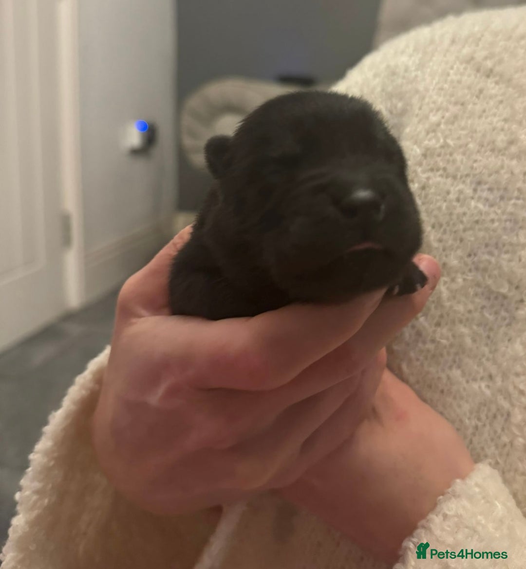 Chow Chow dogs for sale: KC reg chow chows  - Advert 4