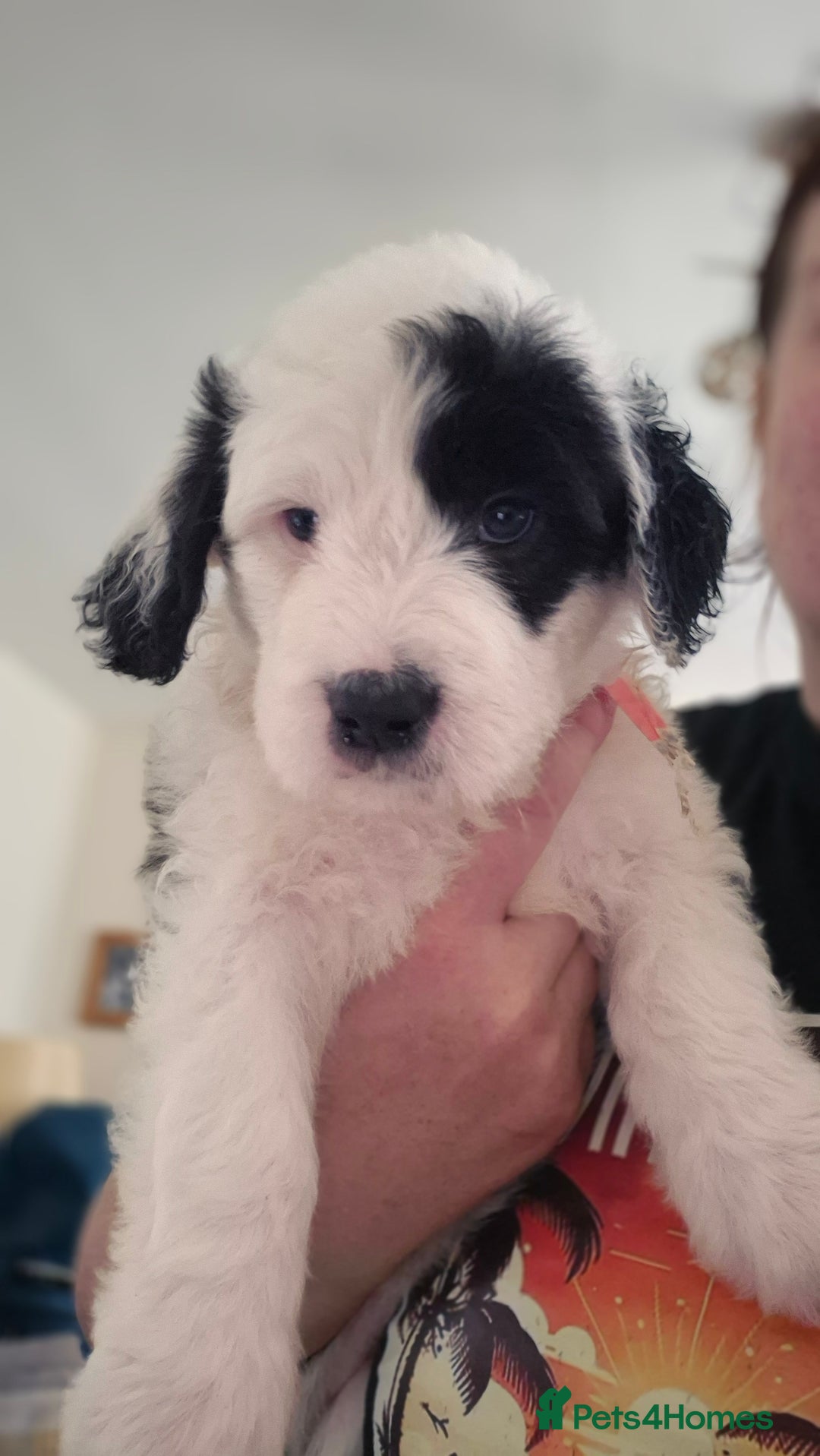 Mixed Breed dogs for sale: Old English Sheepdog puppies  OES X Golden Oldie - Image 18