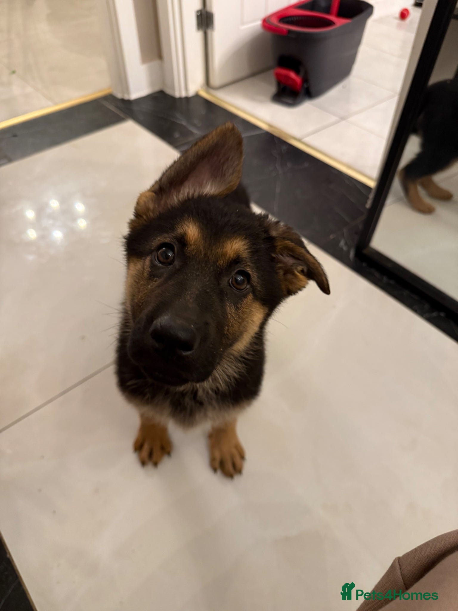 German Shepherd dogs German Shepherd Puppies - Advert 12