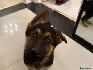 German Shepherd dogs German Shepherd Puppies - Advert 12