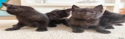 Mixed Breed cats for sale: Mixed-Breed Kittens Looking for Loving Homes in High Wycombe - Advert 5