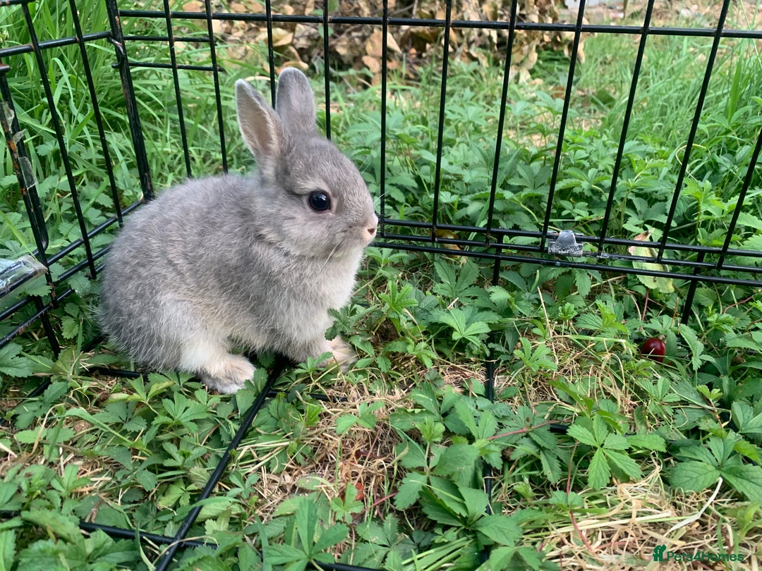 Netherland Dwarf rabbits for sale: Bunnies Netherland Dwarf Rabbits - Image 10