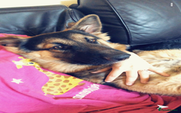 German Shepherd dogs for sale: Zena sadly for Sale - Image 2
