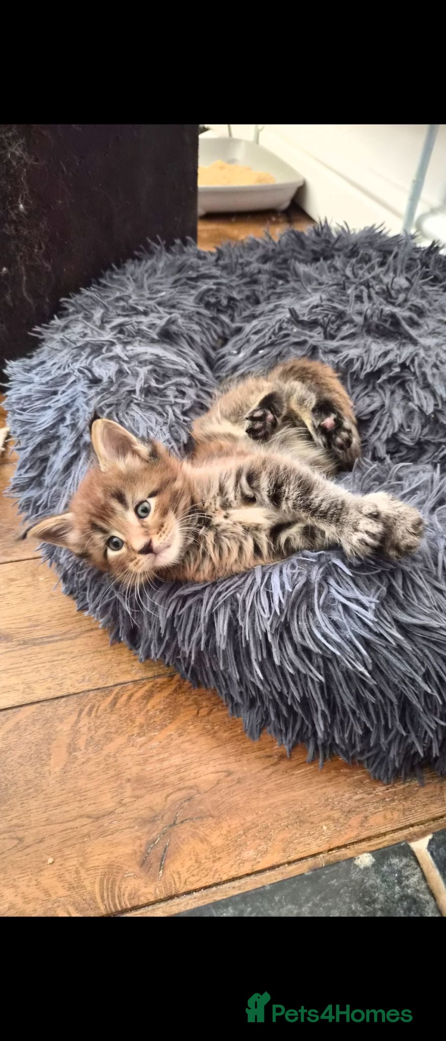 Maine Coon cats Maine coon pedigree kittens  - Advert 13