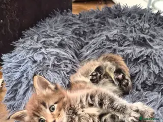 Maine Coon cats Maine coon pedigree kittens - Advert 13