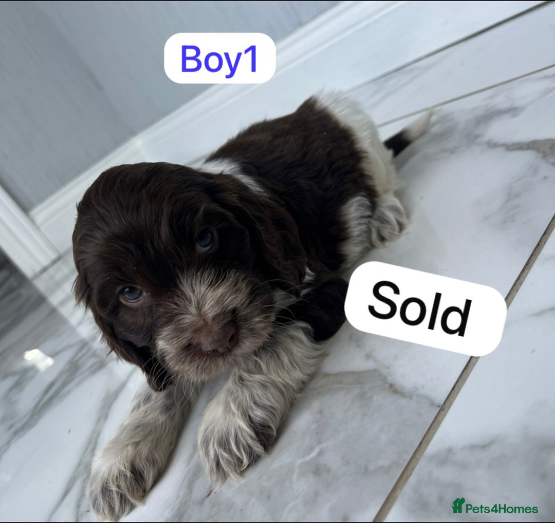 Cockapoo dogs for sale: F1B puppies - Image 5