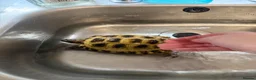 Tortoise reptiles for sale: Horsefield tortoise  - Advert 1