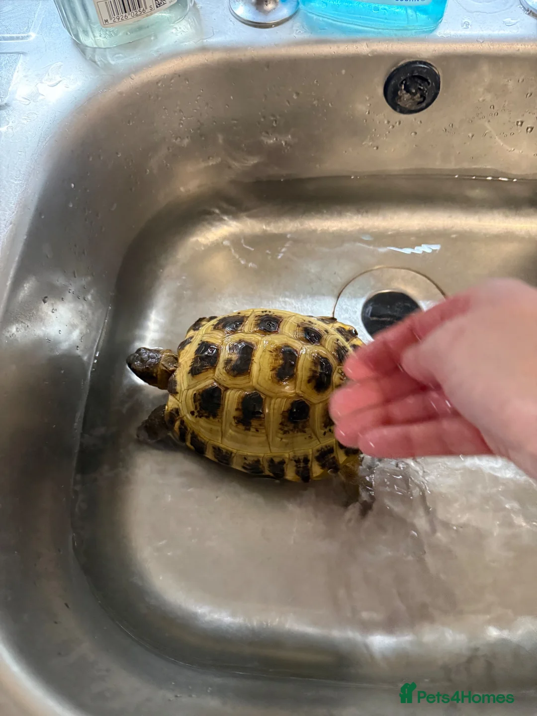 Tortoise reptiles for sale: Horsefield tortoise  - Advert 1