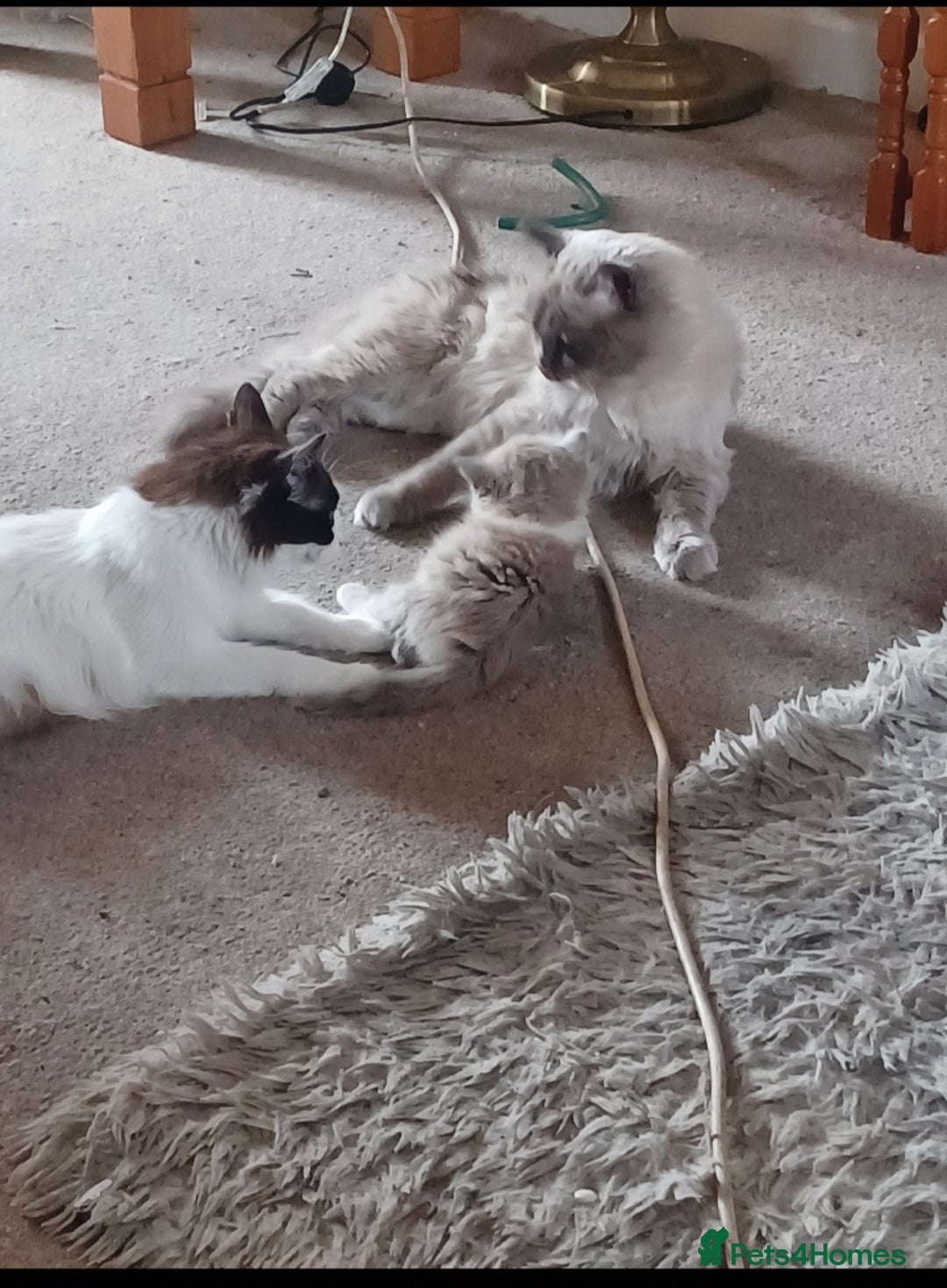 Ragdoll cats for sale: Mink ragdoll kittens - Image 6