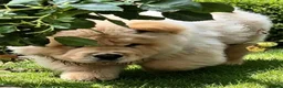 Chow Chow dogs for sale: KC registered chow chow male puppy Exceptional boy - Advert 3