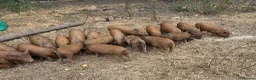 Pig livestock for sale: Kune Kune X Juliana - Advert 3