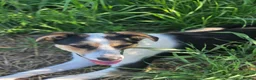 Mixed Breed dogs for adoption: 🐾❤️BONO – a Little Explorer With a Big Heart ❤️🐾 - Advert 9