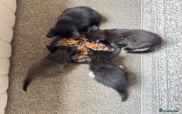 Mixed Breed cats for sale: 4 kittens for sale  - Image 5
