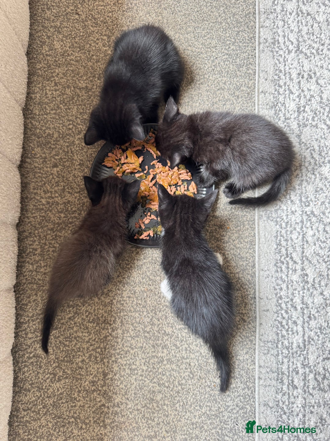 Mixed Breed cats for sale: 4 kittens for sale  - Image 5