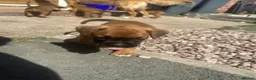 Boxer dogs for sale: Beautiful  boxer puppies 🐶❤️ - Advert 8