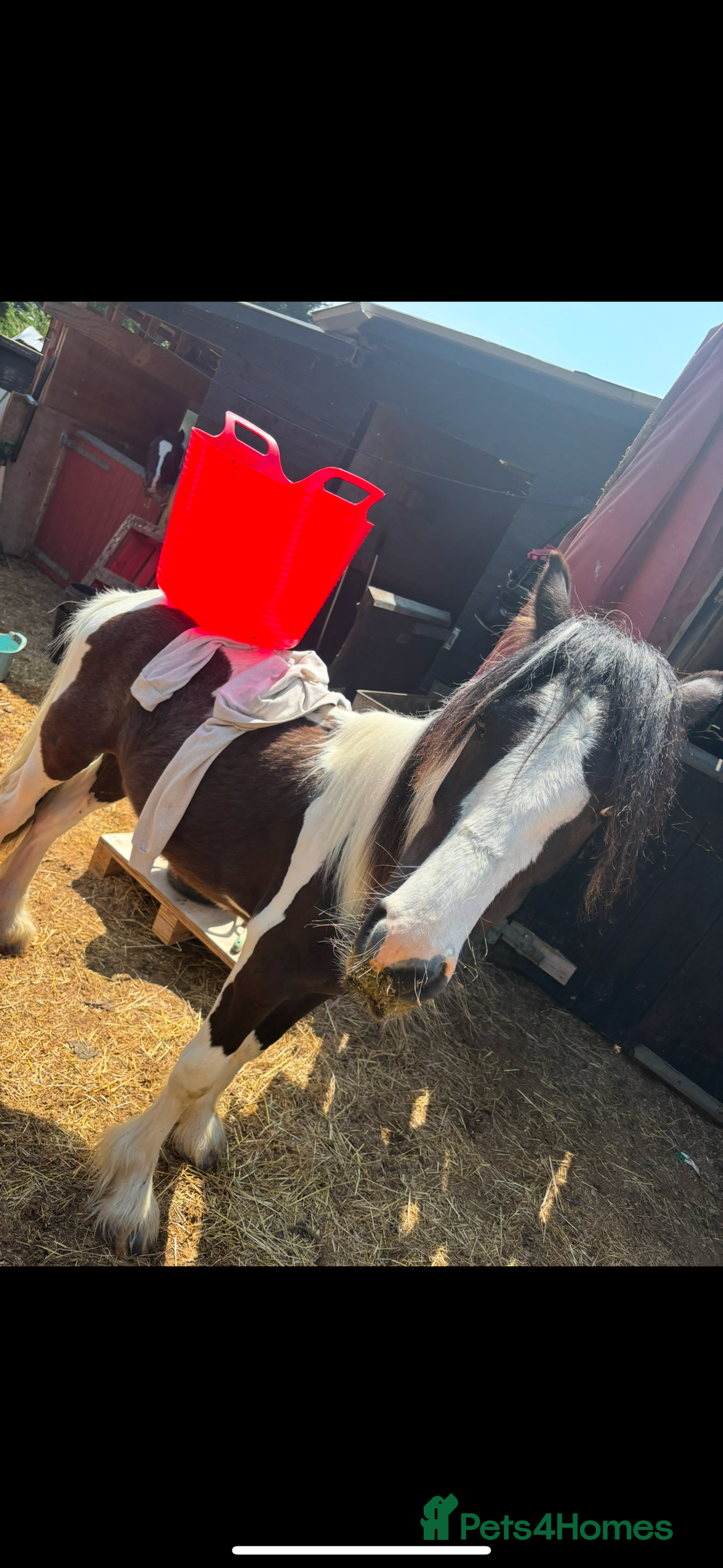 Irish Cob horses for sale: ✨Bombproof Colt In The Making!✨ - Image 3
