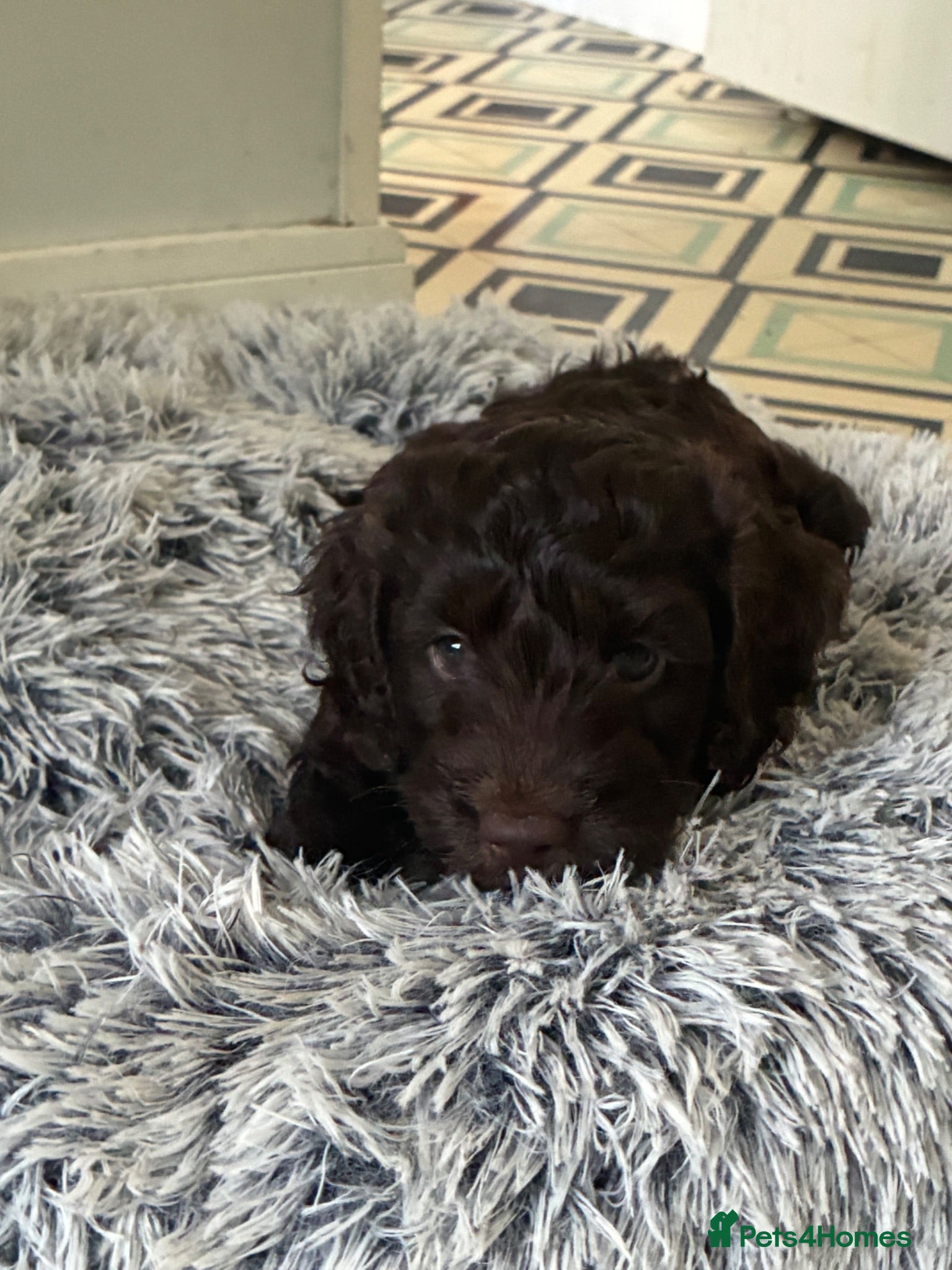 Cockapoo dogs 5 Gorgeous F2 cockapoos  - Advert 1