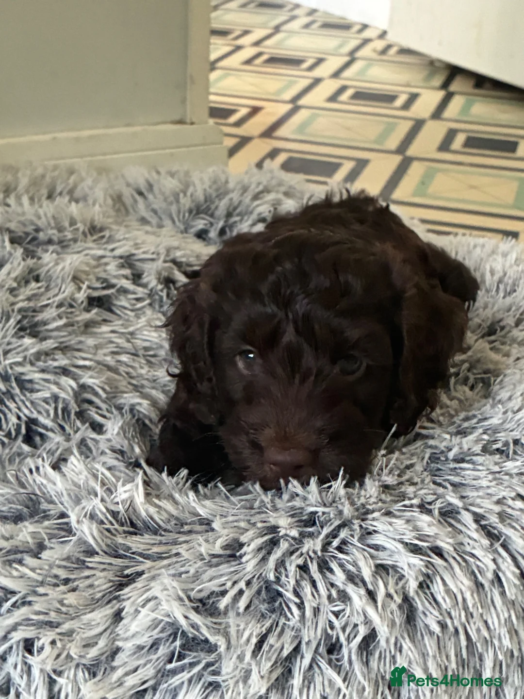 Cockapoo dogs for sale: 5 Gorgeous F2 cockapoos  - Advert 1