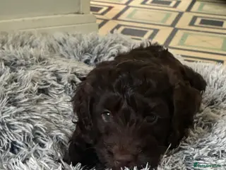 Cockapoo dogs 5 Gorgeous F2 cockapoos - Advert 1