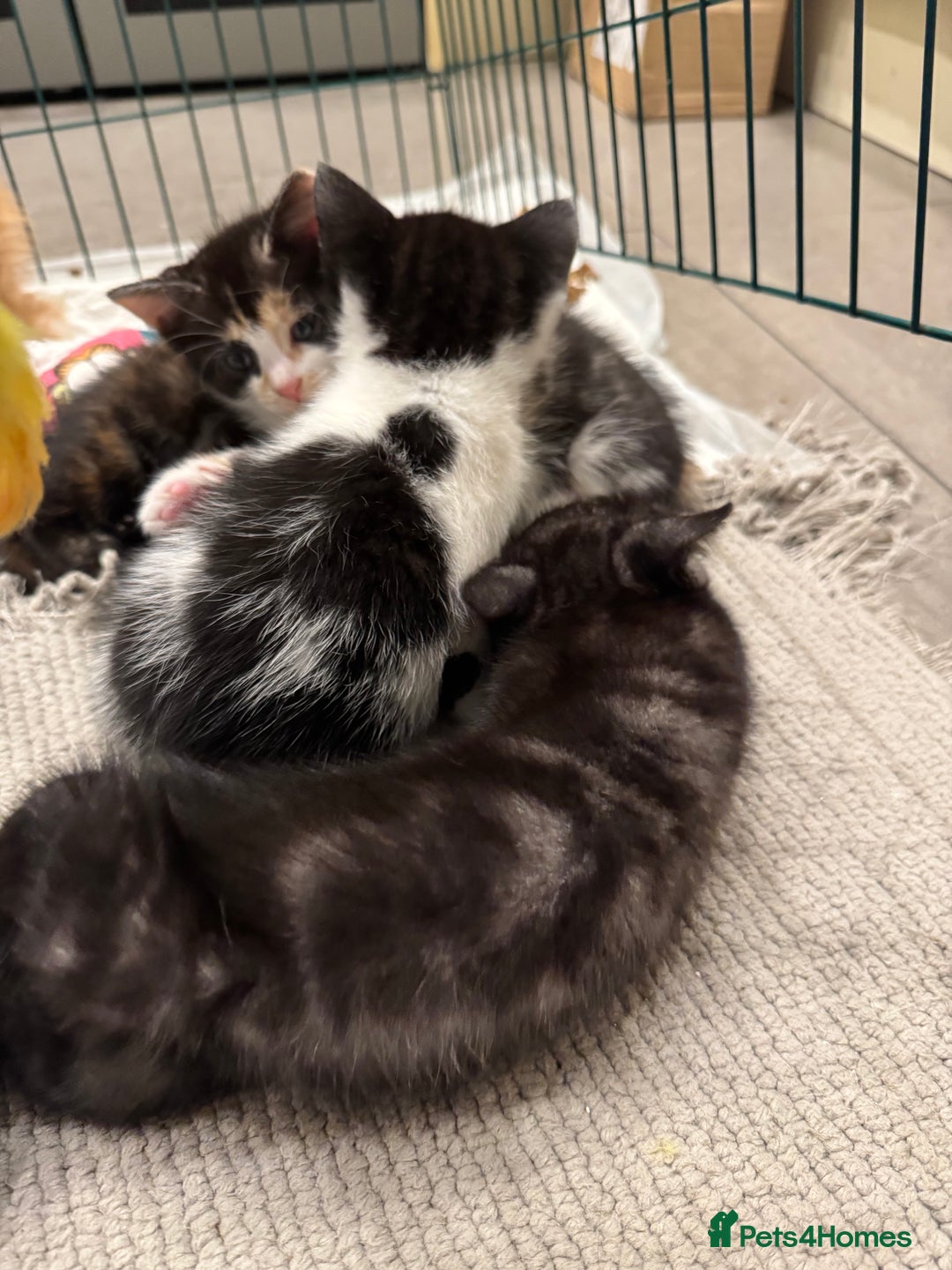 Bengal cats for sale: Bengal x British short hair kittens ready soon 15t - Advert 25