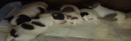 Chihuahua dogs for sale: Full pedigree long coat chihuahua lilac/chocolate - Advert 22