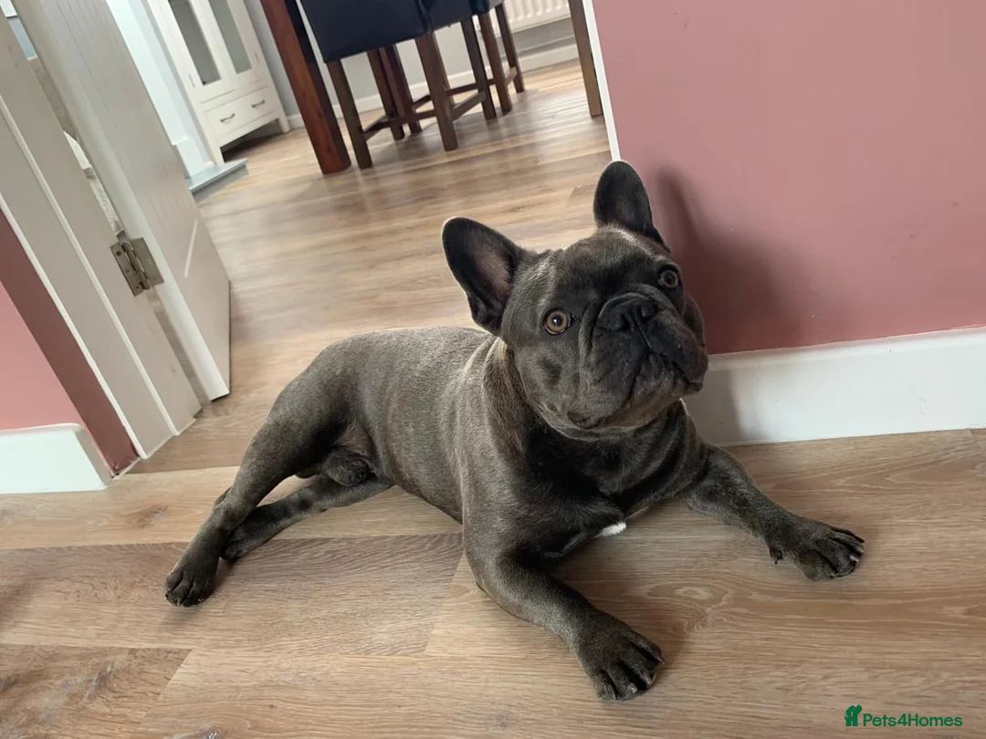 French Bulldog dogs for stud: For stud..we just want 1 off litter that’s it  in Derby - Advert 2
