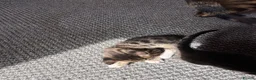 Bengal cats for sale: Half bengal kittens  in Spalding - Advert 4
