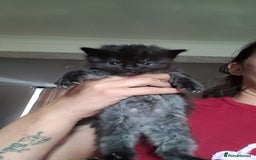 British Longhair cats for sale: Beautiful grey'tortoise'black kitten4 sale llaneli - Image 5