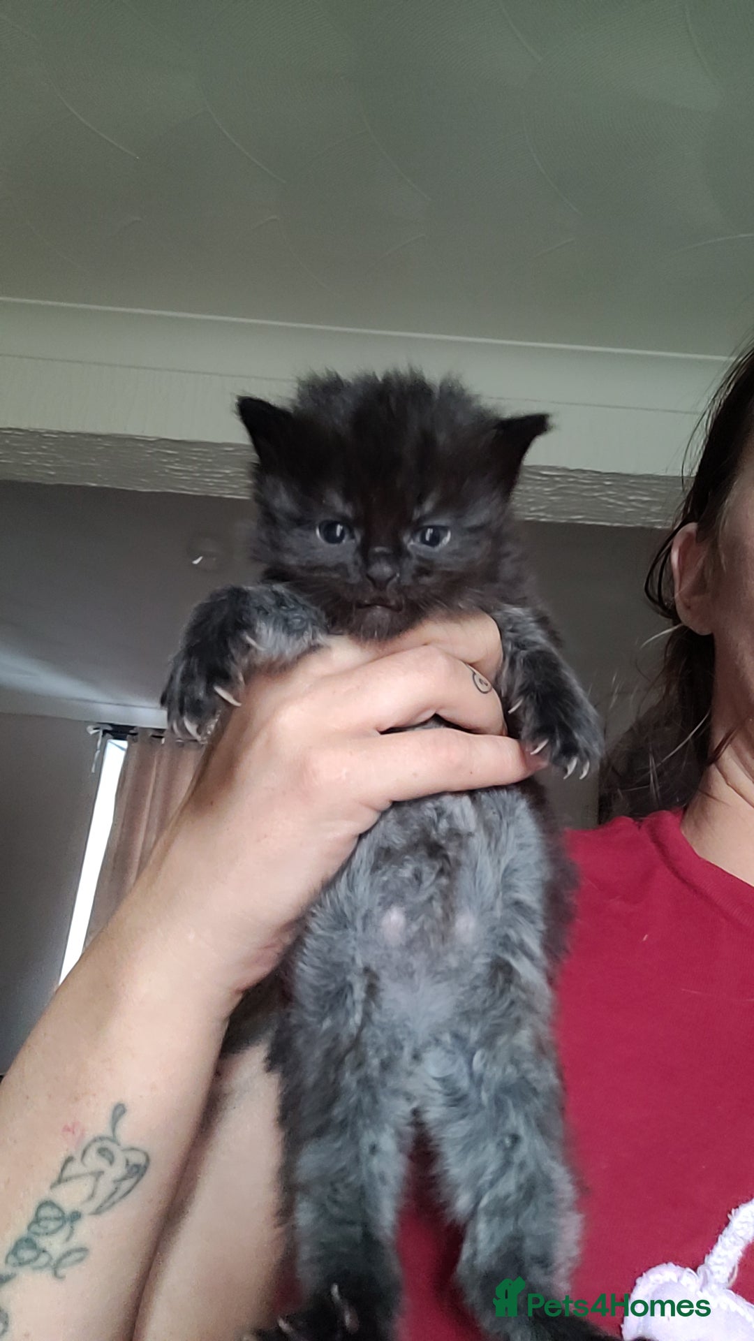 British Longhair cats for sale: Beautiful grey'tortoise'black kitten4 sale llaneli - Image 5