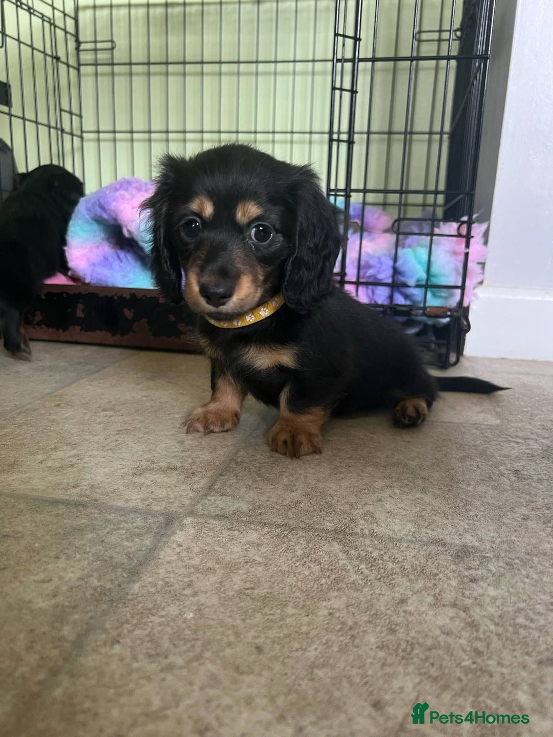 Miniature Dachshund dogs for sale: ADORABLE MINIATURE DACHSHUNDS PUPPIES  - Image 4