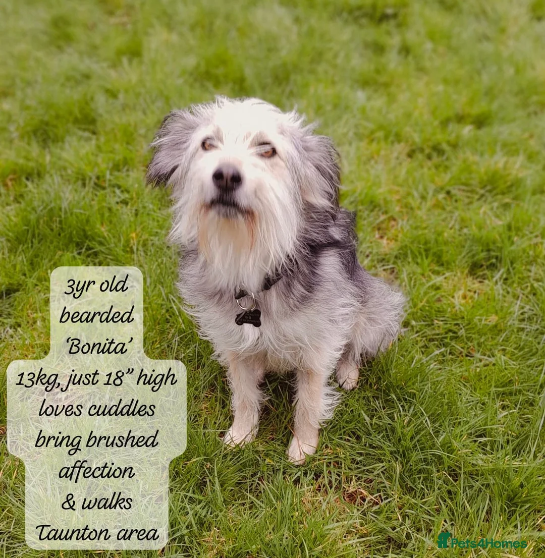 Mixed Breed dogs for adoption: Bonita, approx 3 yrs. Available for adoption. - Advert 1