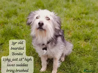 Mixed Breed dogs Bonita, approx 3 yrs. Available for adoption. - Advert 1