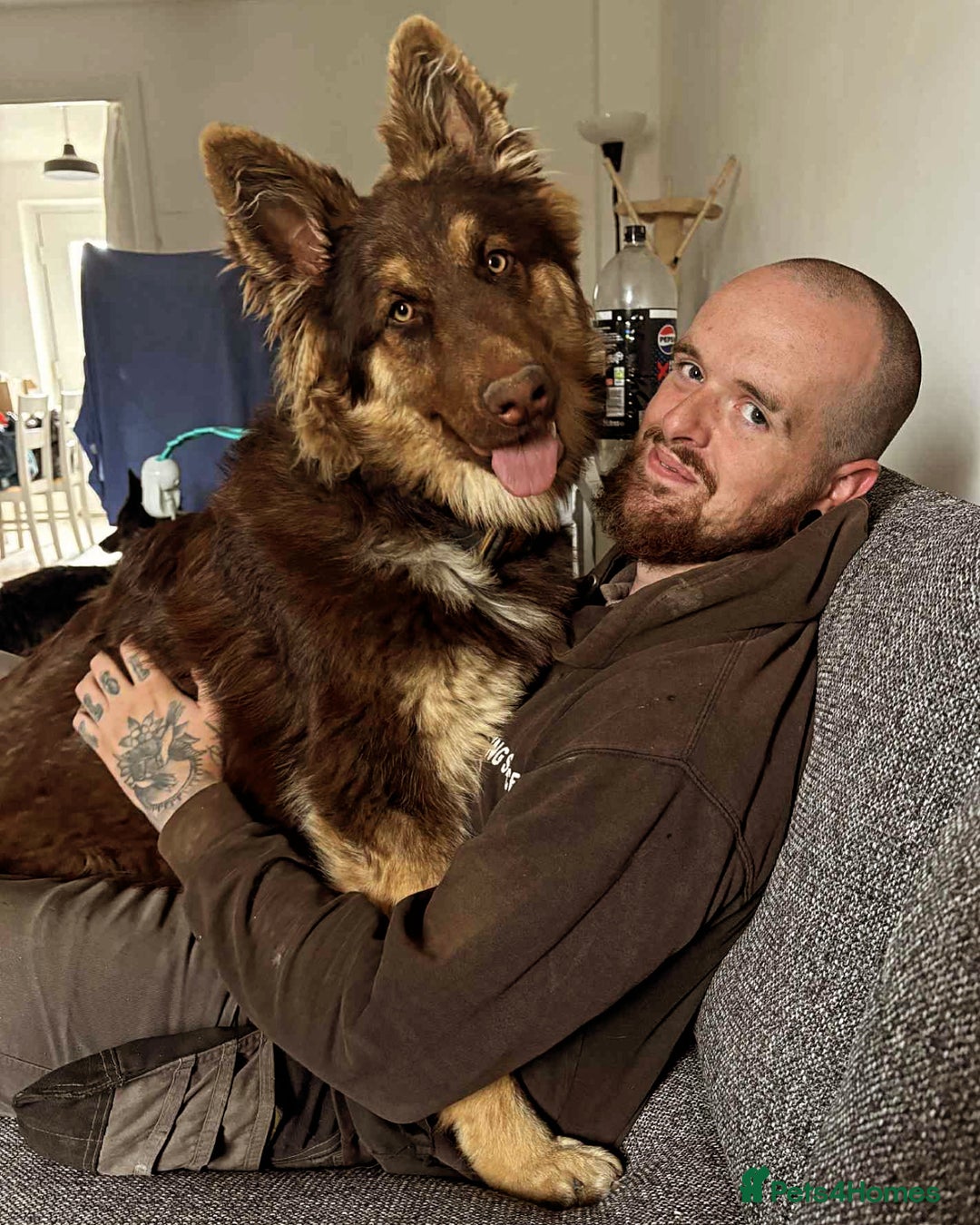 German Shepherd dogs for sale: German shepherd  - Advert 2