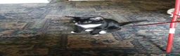Mixed Breed cats for sale: Boys  - Advert 2