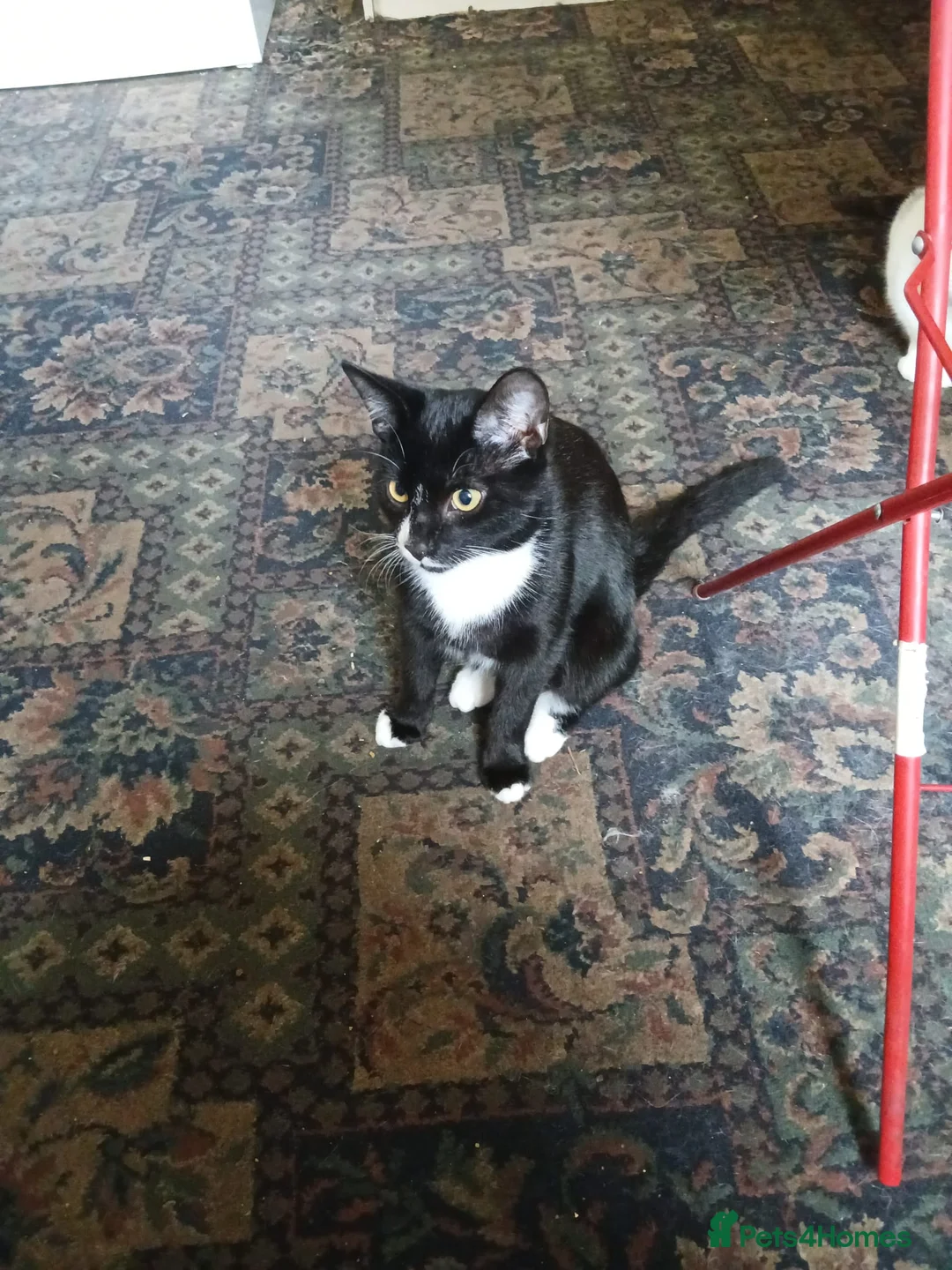 Mixed Breed cats for sale: Boys  - Advert 2