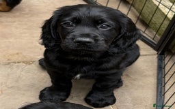 Cocker Spaniel dogs for sale: KC registered working cocker spaniel puppies - Image 4