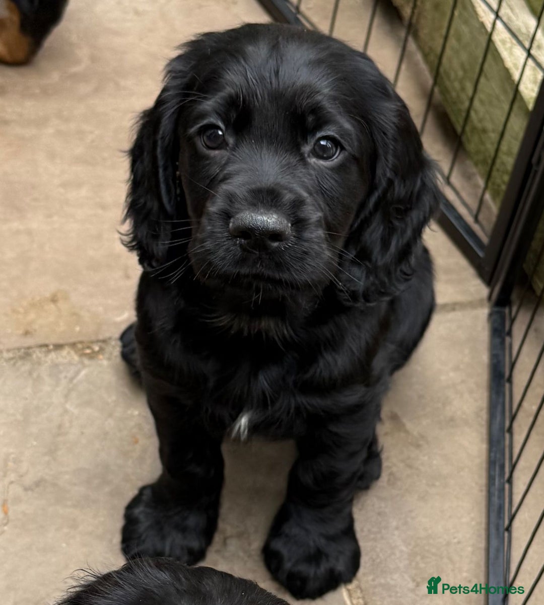 Cocker Spaniel dogs for sale: KC registered working cocker spaniel puppies - Image 4