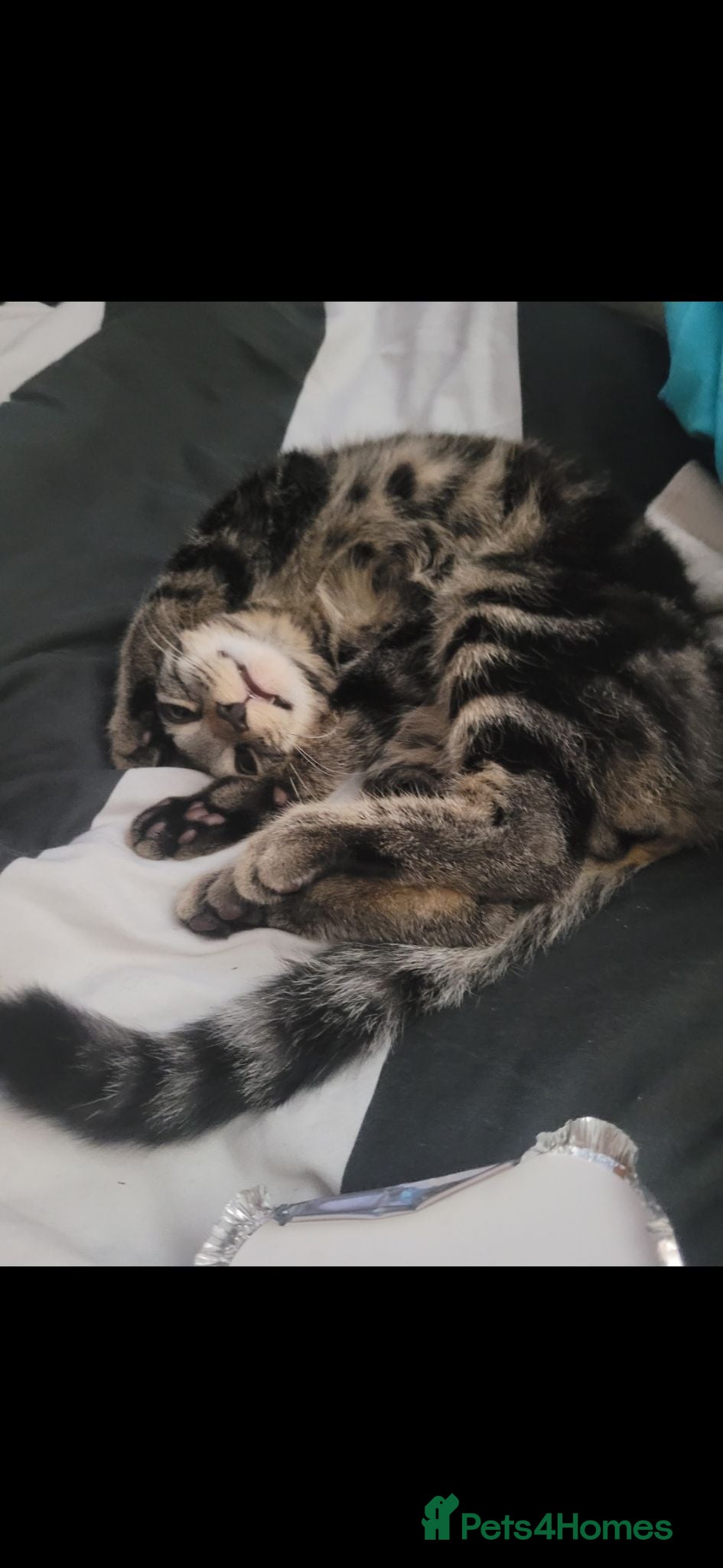 Mixed Breed cats 20 month old tabby male - Advert 1