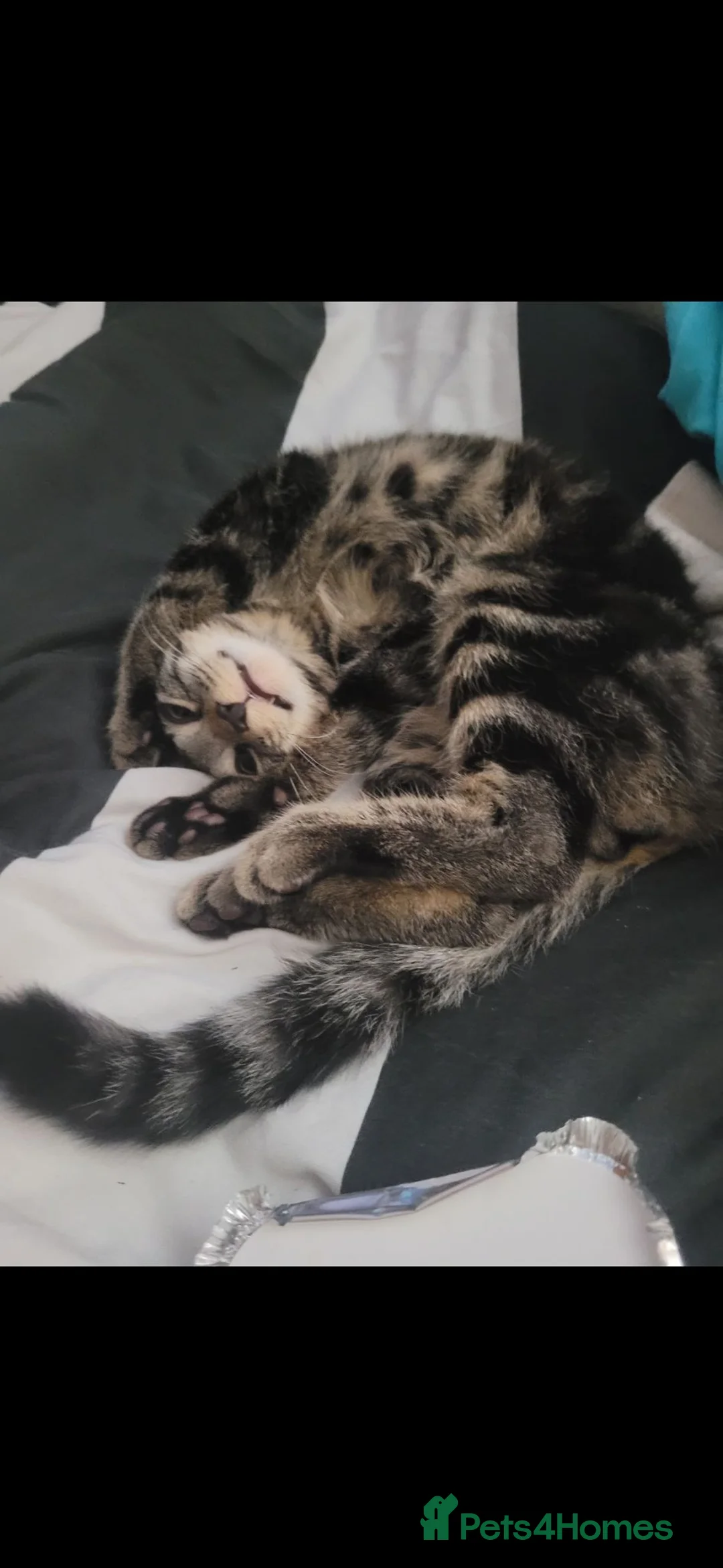 Mixed Breed cats for sale: 20 month old tabby male - Advert 1